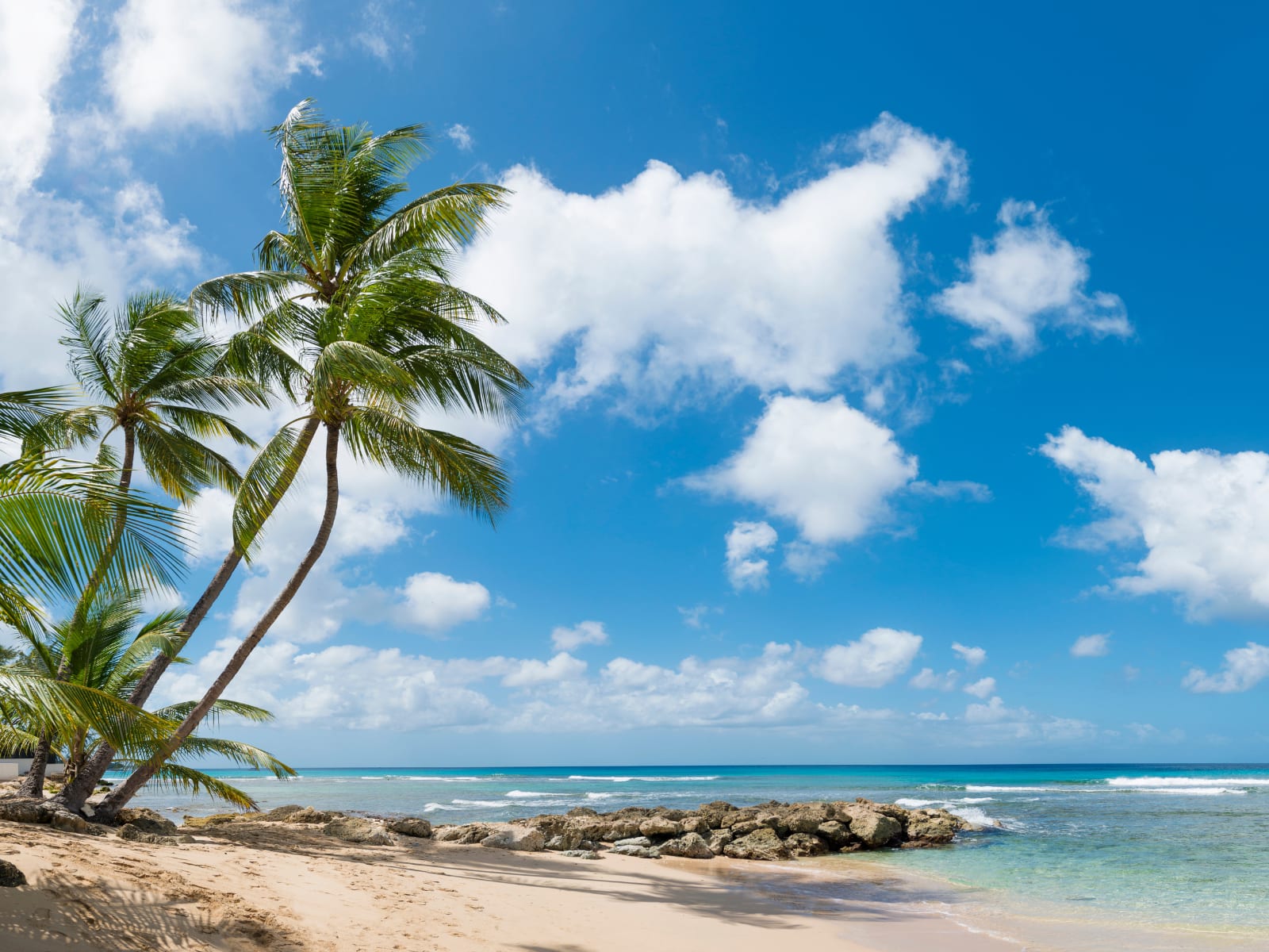 Coconut palms leaning over an empty golden-sand beach in Barbados